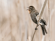 Red-winged Blackbird
