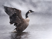 Canada goose