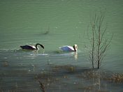 A Trumpeter swan with cygnet