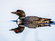 Common Loon
