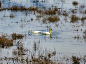 A pair of swans