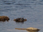 Snapping Turtles
