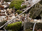 Ferocious guardian watching over the entrance to it's Lair 