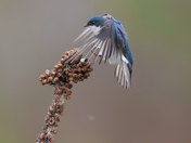 Tree swallow 