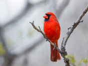 Northern cardinal 