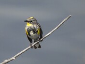 Audubon Yellow-Rumped Warbler