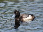 Greater Scaup