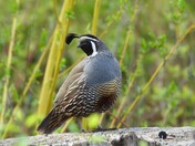 California Quail