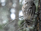 Dream, small sentinel 