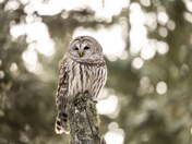 His eyes, His kingdom