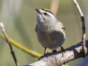 Golden-crowned kinglet