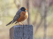 American robin