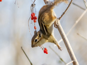Acrobatic chipmunk