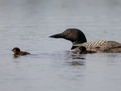 Common Loon family