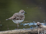 Just walkin' along....