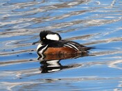 Hooded Merganser