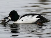 Common Goldeneye