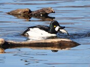 Common Goldeneye