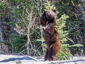 First Yukon bear of 2024