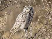 Great Horned Owl perched in a tree 