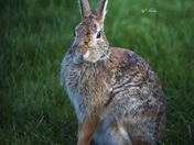 Spring rabbit