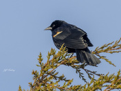 Male redwinged blackbird