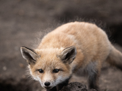 Red fox kit 