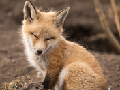 Red fox kit 