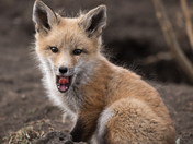 Red fox kit 