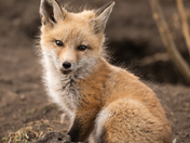 Red fox kit 