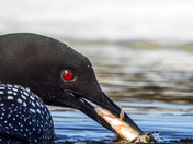 Common Loon 