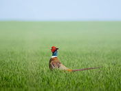 Field pheasant