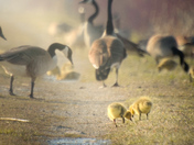Baby geese