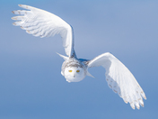 Snowy owl