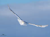 Snowy owl