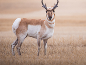 Pronghorn Buck