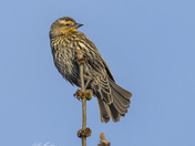 Female redwinged blackbird