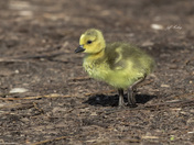 Gosling on the go