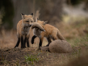 Fox Siblings 