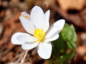 Sign of spring