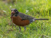 The American Robin and earthworms