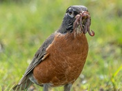 The American Robin and earthworms