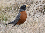 American Robin