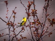 Beautiful Yellow Finch