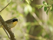 The Common yellowthroat