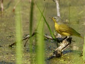 Nashville Warbler