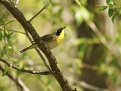 Common yellowthroat