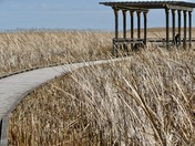 Marsh Boardwalk Point Peele