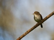 Wren