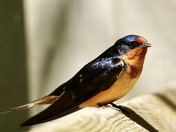 Barn Swallow